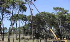 Avanzan trabajos de inspección, tala y poda de grandes árboles en distintos espacios públicos