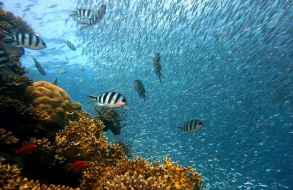 En el Día Mundial de los Océanos se advierte que “las corrientes están cambiando”