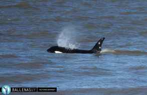Un grupo de al menos cuatro orcas visitó la zona costera de la Brava de Punta del Este