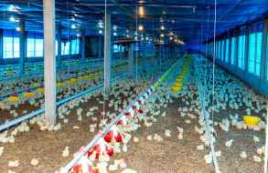 El Ministerio de Trabajo dispuso una serie de medidas preventivas por la gripe aviar