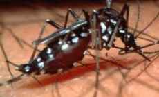 Salud Pública confirmó un caso de dengue “autóctono” diagnosticado en Maldonado