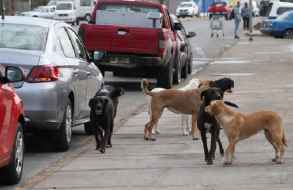 Difunden los canales disponibles para denunciar casos de maltrato o animales sueltos