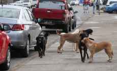 Difunden los canales disponibles para denunciar casos de maltrato o animales sueltos