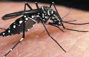 Hay 1.014 casos de Dengue en nuestro país y más del 50% son autóctonos