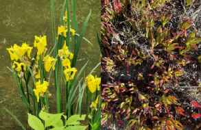 Encararán la erradicación del Lirio amarillo y la Garra de león en las lagunas Garzón y de Rocha