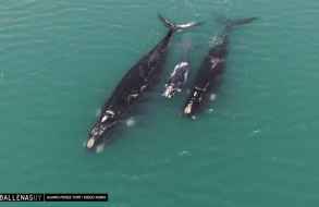 Actividades durante octubre por el Día Nacional de Protección de la Ballena Franca Austral