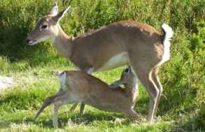 Inician proceso de reproducción asistida del venado de campo en la ECFA