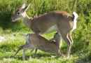 Inician proceso de reproducción asistida del venado de campo en la ECFA